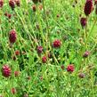 Krvavec toten 'Tanna' - Sanguisorba officinalis 'Tanna'