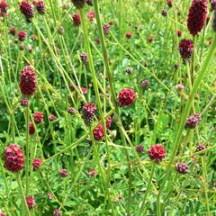 Krvavec toten 'Tanna' - Sanguisorba officinalis 'Tanna'