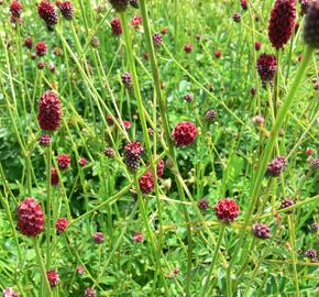 Krvavec toten 'Tanna' - Sanguisorba officinalis 'Tanna'