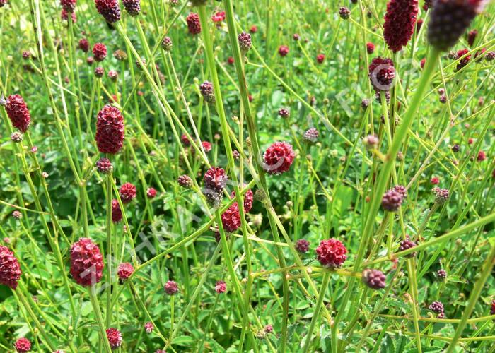 Krvavec toten 'Tanna' - Sanguisorba officinalis 'Tanna'