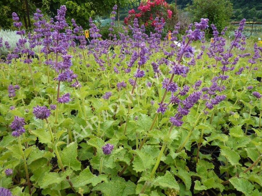 Šalvěj přeslenitá 'Purple Rain' - Salvia verticillata 'Purple Rain'