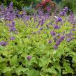 Šalvěj přeslenitá 'Purple Rain' - Salvia verticillata 'Purple Rain'