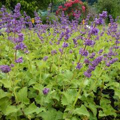 Šalvěj přeslenitá 'Purple Rain' - Salvia verticillata 'Purple Rain'