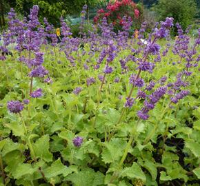 Šalvěj přeslenitá 'Purple Rain' - Salvia verticillata 'Purple Rain'