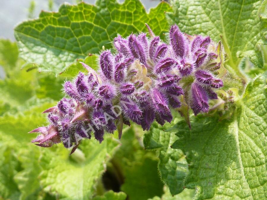 Šalvěj přeslenitá 'Purple Rain' - Salvia verticillata 'Purple Rain'