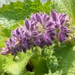 Šalvěj přeslenitá 'Purple Rain' - Salvia verticillata 'Purple Rain'