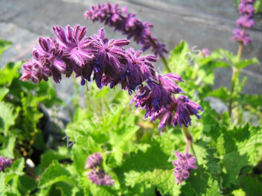 Šalvěj přeslenitá 'Purple Rain' - Salvia verticillata 'Purple Rain'