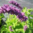 Šalvěj přeslenitá 'Purple Rain' - Salvia verticillata 'Purple Rain'