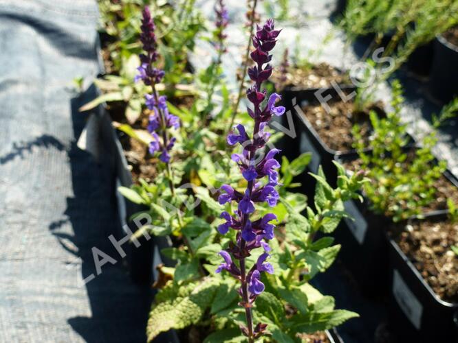 Šalvěj hajní 'Edula' - Salvia nemorosa 'Edula'