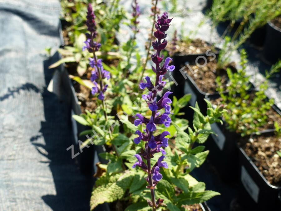 Šalvěj hajní 'Edula' - Salvia nemorosa 'Edula'