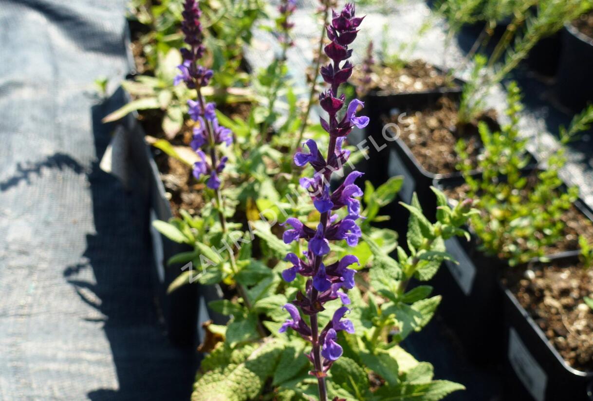 Šalvěj hajní 'Edula' - Salvia nemorosa 'Edula'