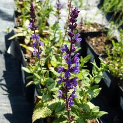 Šalvěj hajní 'Edula' - Salvia nemorosa 'Edula'