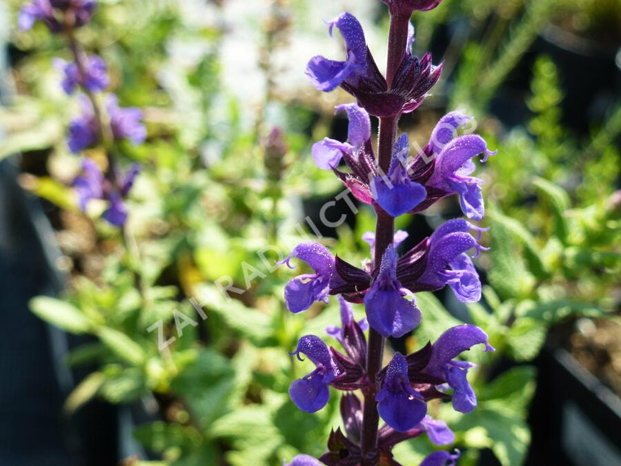 Šalvěj hajní 'Edula' - Salvia nemorosa 'Edula'