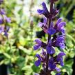 Šalvěj hajní 'Edula' - Salvia nemorosa 'Edula'
