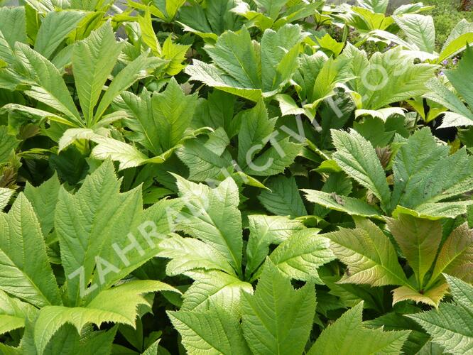 Rodgersie 'Rotlaub' - Rodgersia podophylla 'Rotlaub'