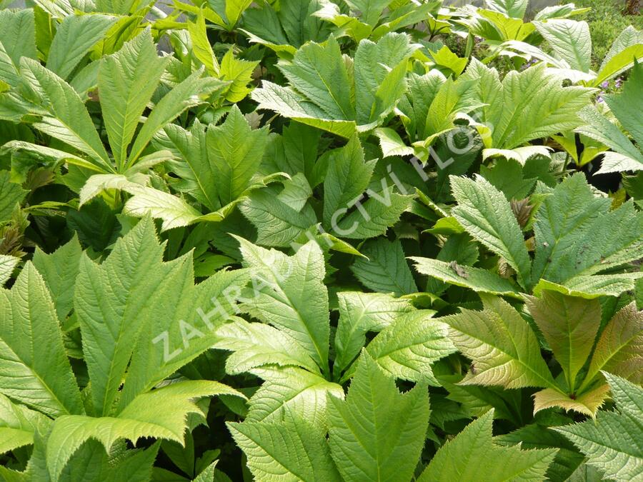 Rodgersie 'Rotlaub' - Rodgersia podophylla 'Rotlaub'