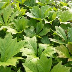 Rodgersie 'Rotlaub' - Rodgersia podophylla 'Rotlaub'