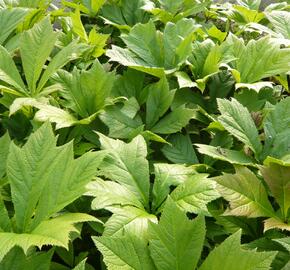 Rodgersie 'Rotlaub' - Rodgersia podophylla 'Rotlaub'