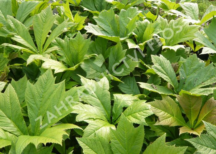 Rodgersie 'Rotlaub' - Rodgersia podophylla 'Rotlaub'