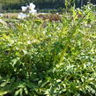 Jirnice - Polemonium reptans