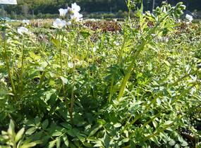 Jirnice - Polemonium reptans
