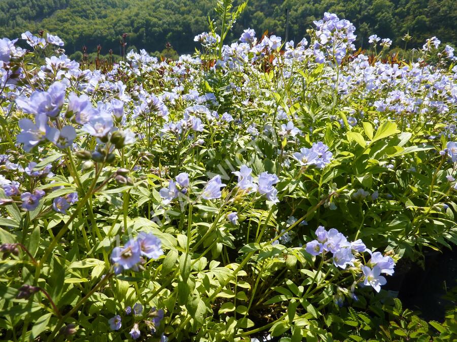 Jirnice - Polemonium reptans