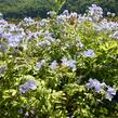 Jirnice - Polemonium reptans