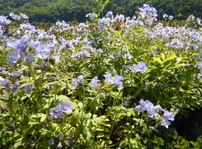 Jirnice - Polemonium reptans