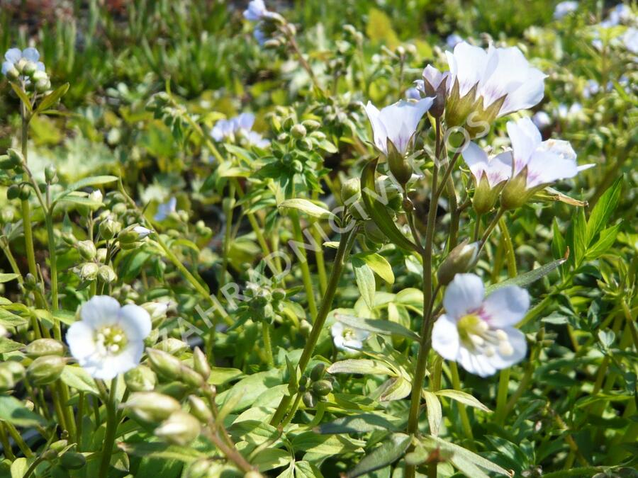 Jirnice - Polemonium reptans