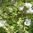 Jirnice - Polemonium reptans