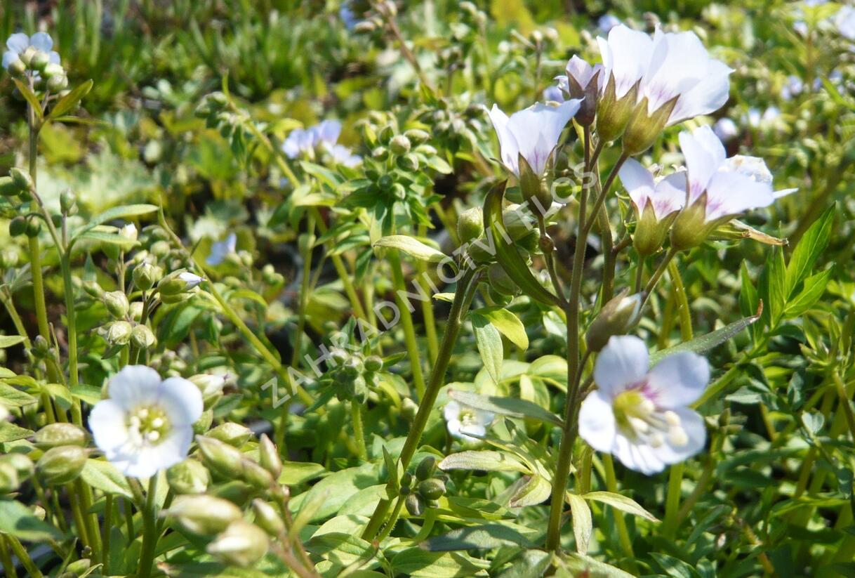 Jirnice - Polemonium reptans