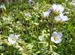 Jirnice - Polemonium reptans