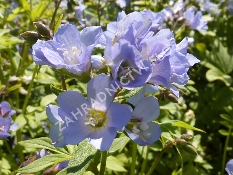 Jirnice - Polemonium reptans