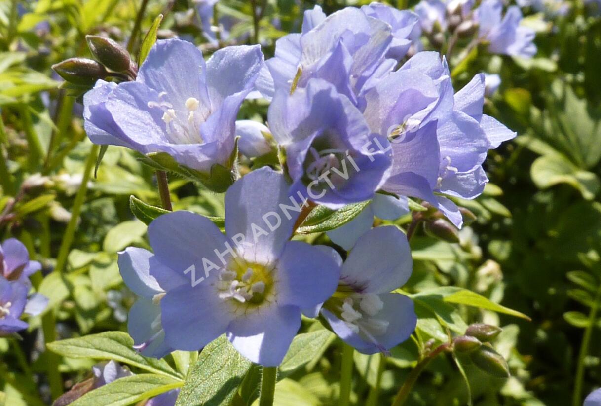 Jirnice - Polemonium reptans