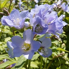 Jirnice - Polemonium reptans