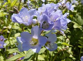 Jirnice - Polemonium reptans