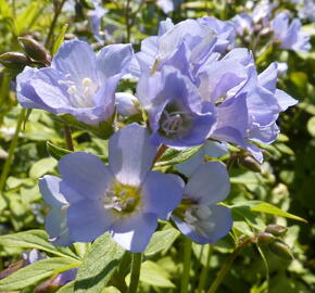 Jirnice - Polemonium reptans