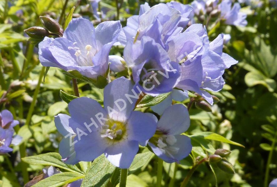 Jirnice - Polemonium reptans