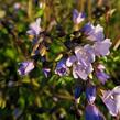 Jirnice - Polemonium reptans