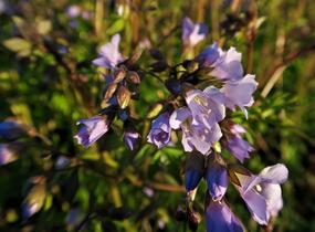 Jirnice - Polemonium reptans