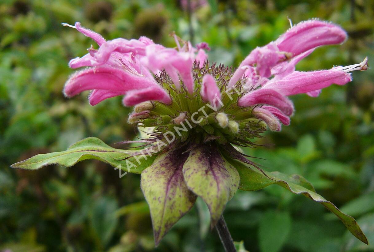 Zavinutka podvojná 'Marshall's Delight' - Monarda didyma 'Marshall's Delight'