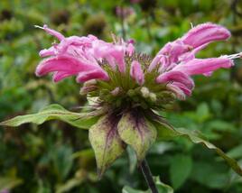 Zavinutka podvojná 'Marshall's Delight'