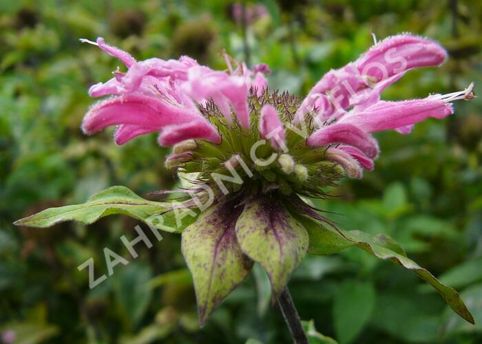 Zavinutka podvojná 'Marshall's Delight' - Monarda didyma 'Marshall's Delight'