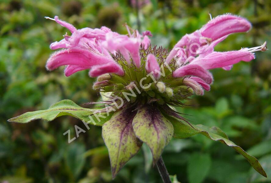 Zavinutka podvojná 'Marshall's Delight' - Monarda didyma 'Marshall's Delight'