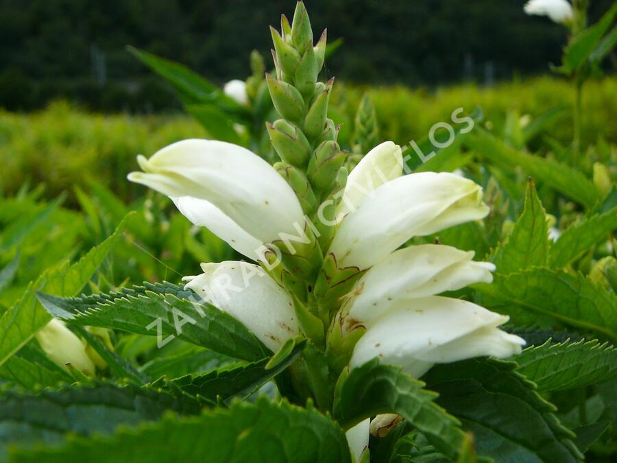 Želonice lysá 'Alba' - Chelone obliqua 'Alba'