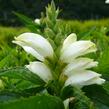 Želonice lysá 'Alba' - Chelone obliqua 'Alba'