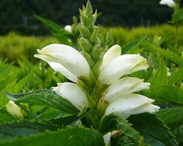 Želonice lysá 'Alba'