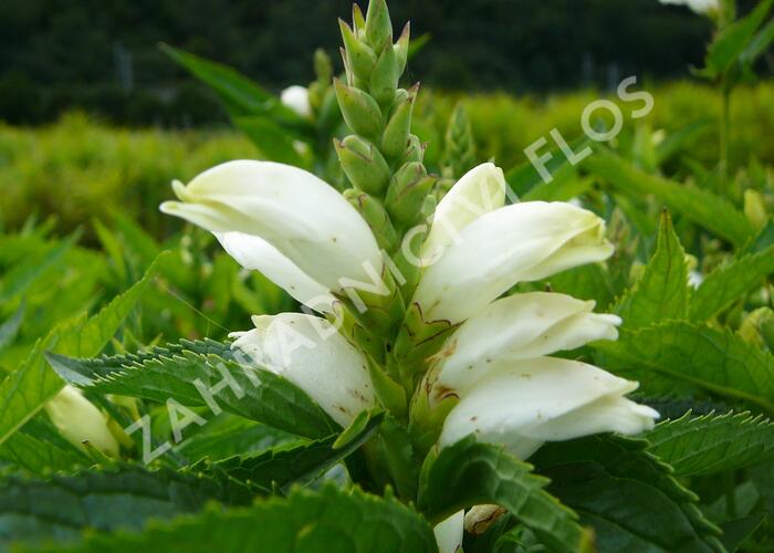 Želonice lysá 'Alba' - Chelone obliqua 'Alba'