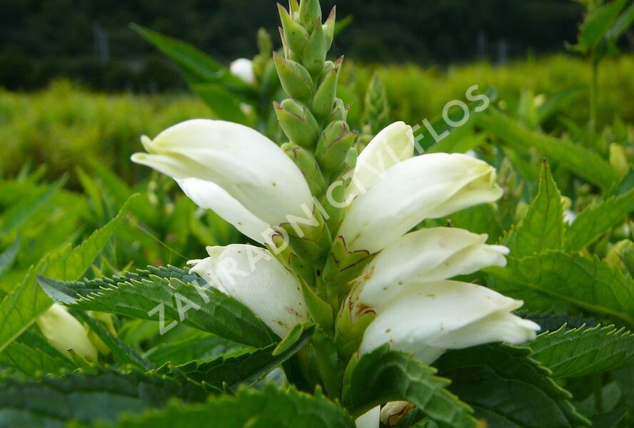 Želonice lysá 'Alba' - Chelone obliqua 'Alba'