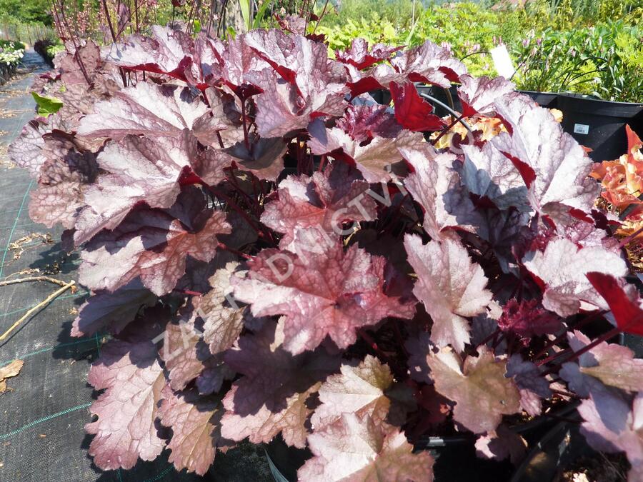 Dlužicha 'Cascade Dawn' - Heuchera 'Cascade Dawn'